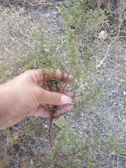 Artemisia arenaria