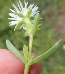Delosperma inconspicuum