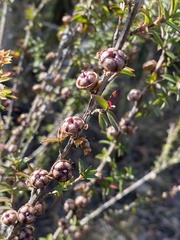 Leptospermum squarrosum