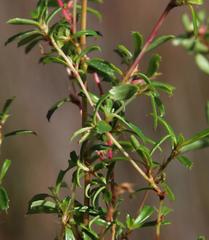 Cliffortia ferruginea