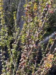 Leptospermum squarrosum