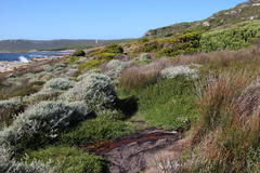 Cliffortia ferruginea