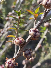 Leptospermum squarrosum