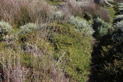 Cliffortia ferruginea