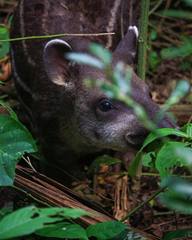 Tapirus