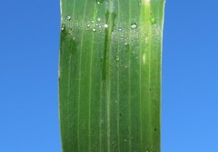 Sorghum halepense