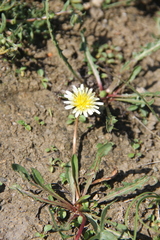 Taraxacum leucanthum