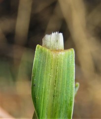 Sorghum halepense