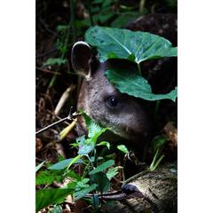 Tapirus