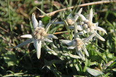 Leontopodium ochroleucum