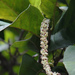 Coccoloba diversifolia - Photo (c) Karen, algunos derechos reservados (CC BY-NC-SA)