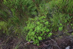 Osmitopsis osmitoides