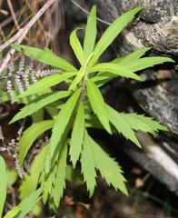 Osmitopsis osmitoides