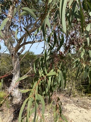 Eucalyptus racemosa