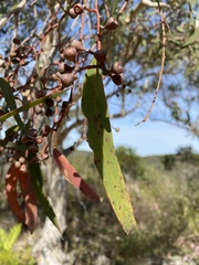 Eucalyptus racemosa