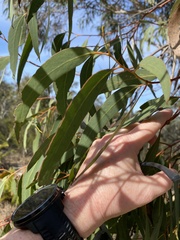 Eucalyptus racemosa