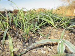Sorghum halepense