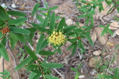 Phebalium graniticola