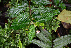 Begonia urticae