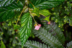 Begonia urticae