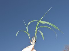 Sorghum halepense