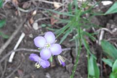Heliophila subulata