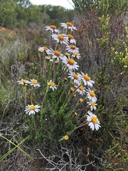 Felicia canaliculata
