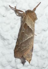 Triodia sylvina