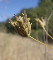 Cordylanthus rigidus rigidus