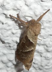 Triodia sylvina