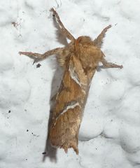 Triodia sylvina