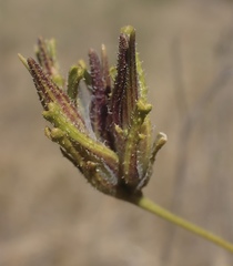 Cordylanthus rigidus rigidus