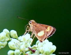Oriens paragola