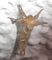 Triodia sylvina