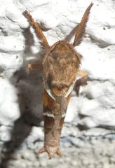 Triodia sylvina