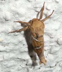 Triodia sylvina