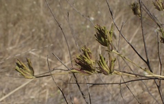 Cordylanthus rigidus rigidus