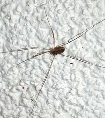 Phalangium opilio