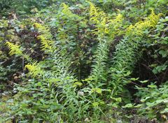 Solidago canadensis