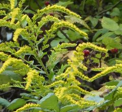 Solidago canadensis