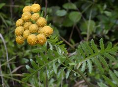 Tanacetum vulgare