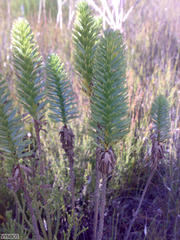Ursinia caledonica