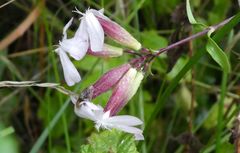 Saponaria officinalis
