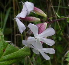 Saponaria officinalis