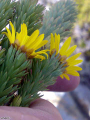 Ursinia caledonica