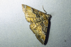 Aporoctena