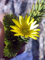 Ursinia caledonica