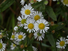 Erigeron annuus