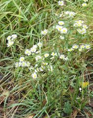 Erigeron annuus