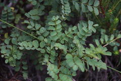 Indigofera langebergensis